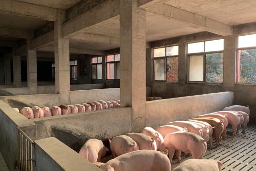 自治区农业农村厅 建设银行广西区分行关于支持开展生猪活体抵押贷款的通知(桂农厅发〔2021〕61号)